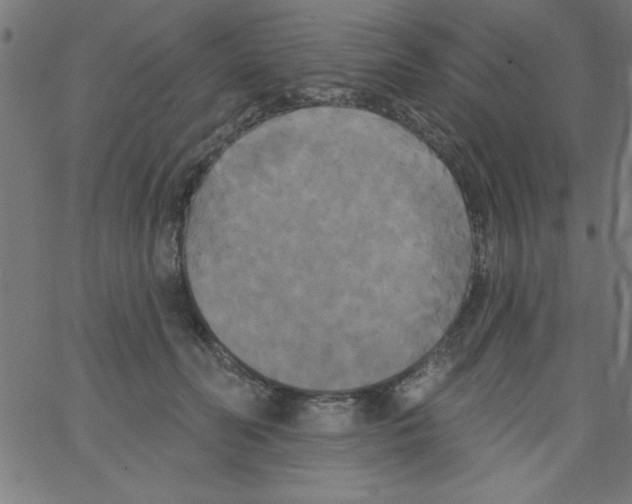 X0000067390606200604281844