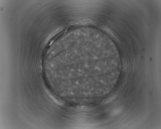 X0000067390634200604281843