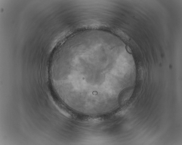 X0000067390638200604281843