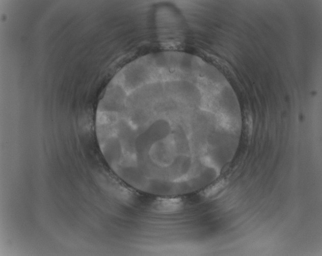 X0000067390665200604281844