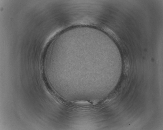 X0000067390680200604281843