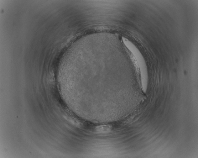 X0000067390700200604281842