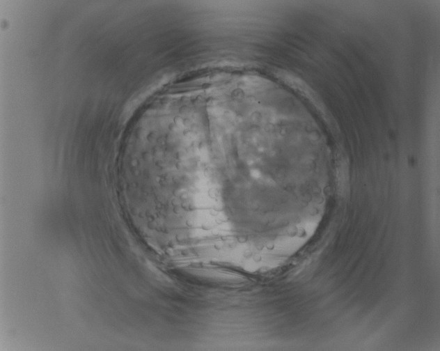 X0000067390721200604281841