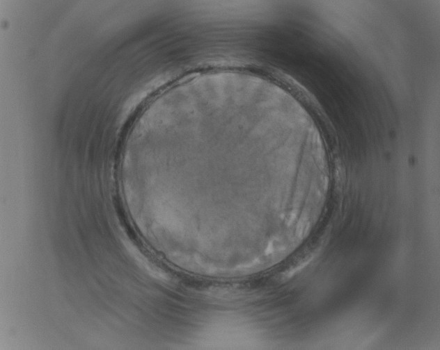 X0000067390725200604281841