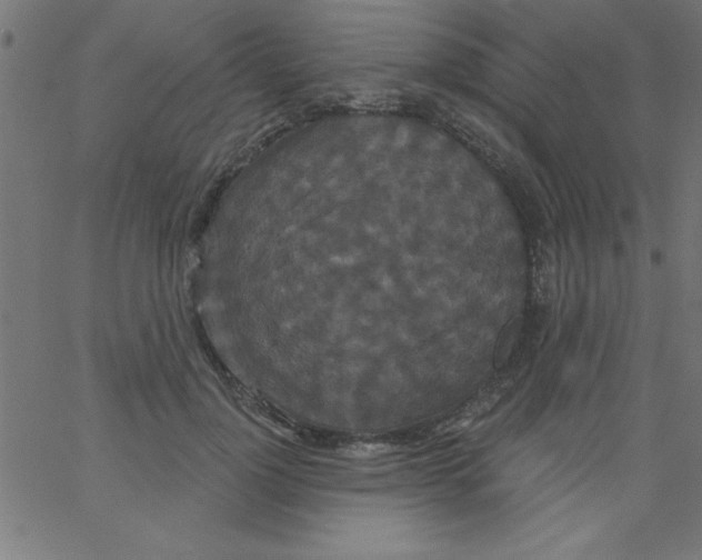 X0000067390748200604281842