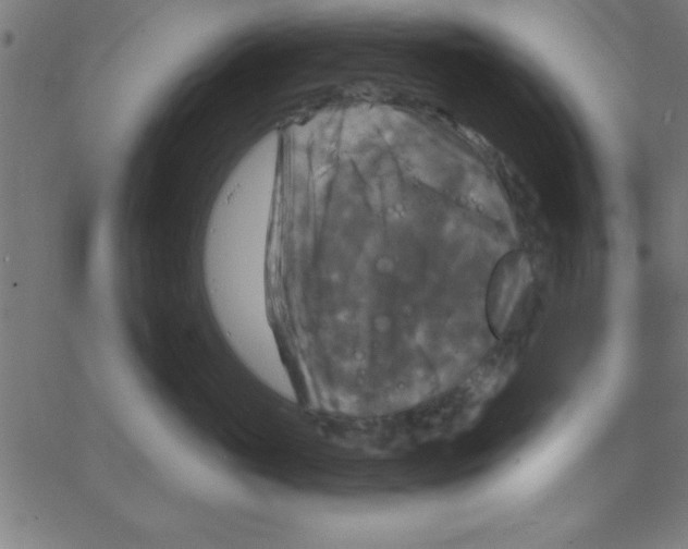 X0000067390765200604281842