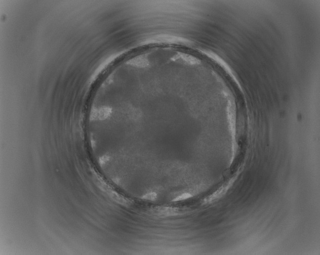 X0000067390783200604281841