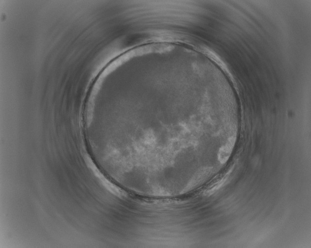 X0000067390803200604281841