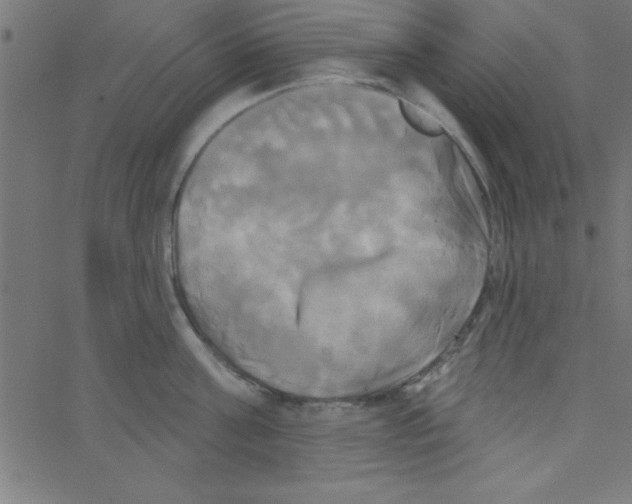 X0000067390811200604281841