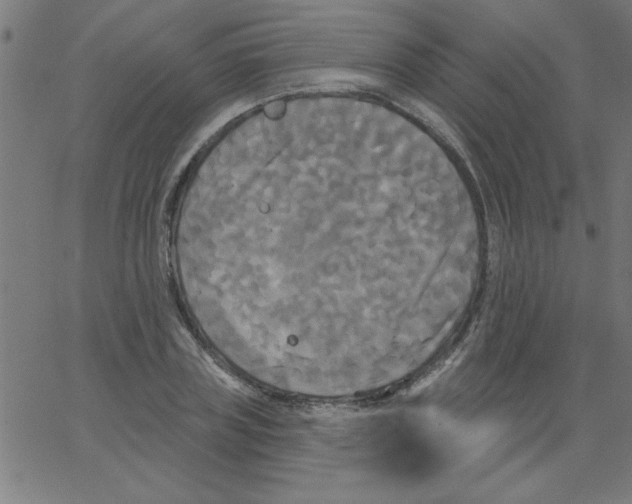 X0000067390835200604281840