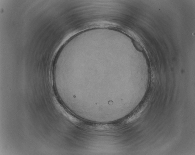 X0000067390843200604281840