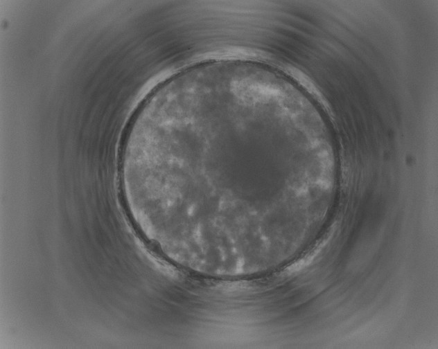 X0000067390845200604281840