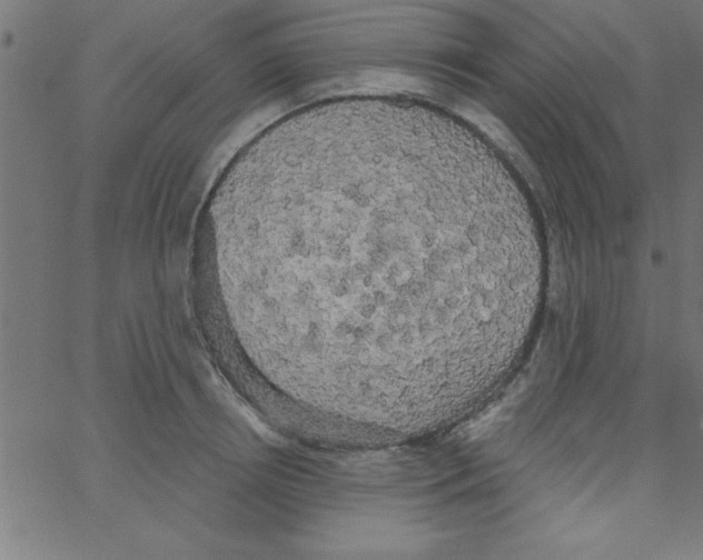 X0000067390850200604281840