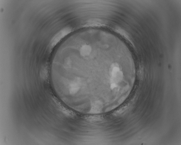 X0000067390874200604281839