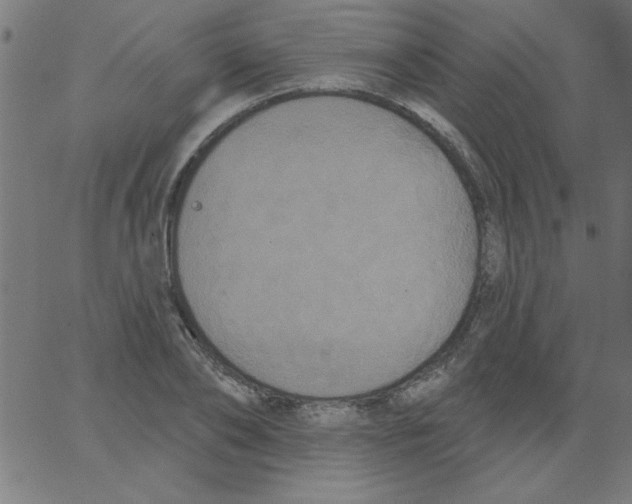 X0000067390886200604281839