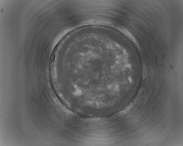 X0000067390896200604281839