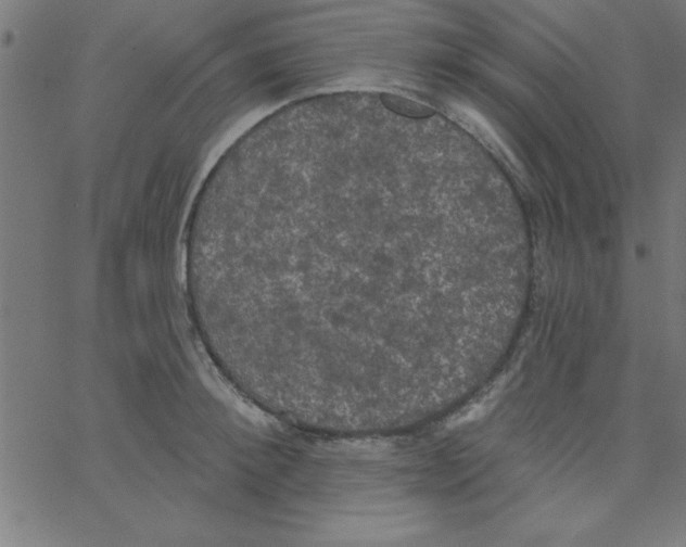 X0000067390900200604281839