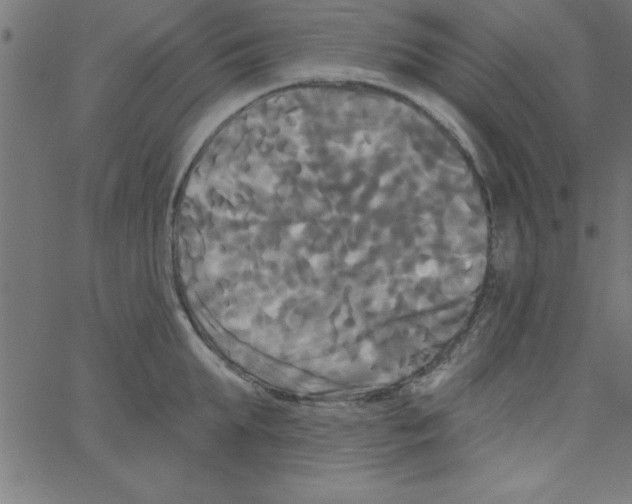 X0000067390903200604281839