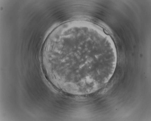 X0000067390907200604281839