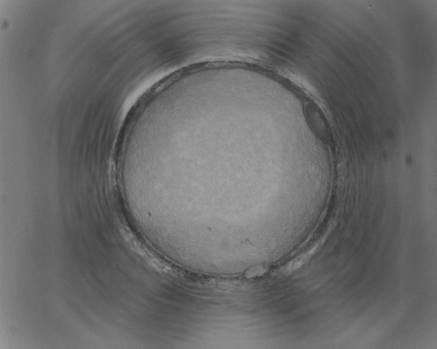 X0000067390928200604281838