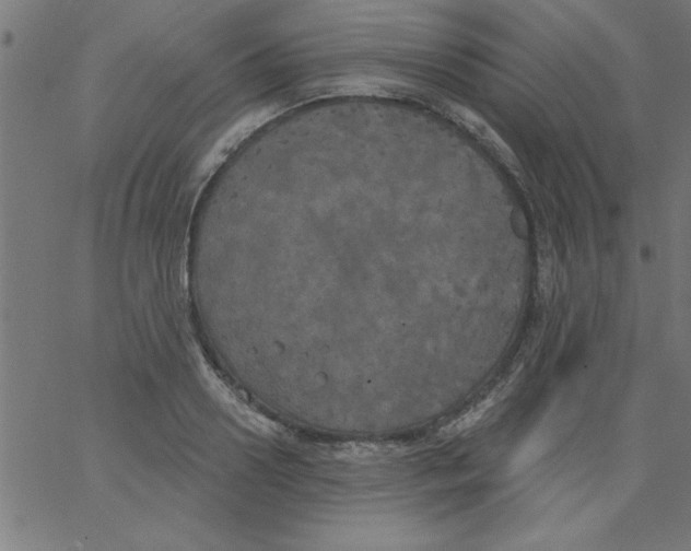 X0000067390938200604281838