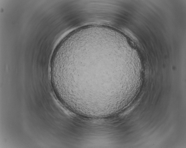 X0000067390940200604281839