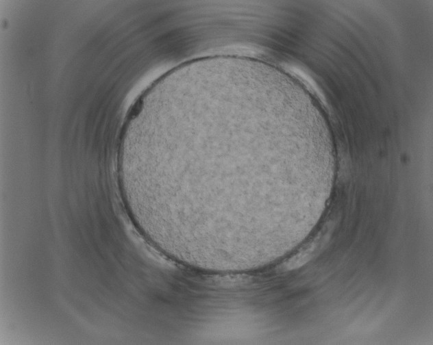 X0000067390952200604281839