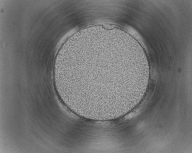 X0000067390954200604281839