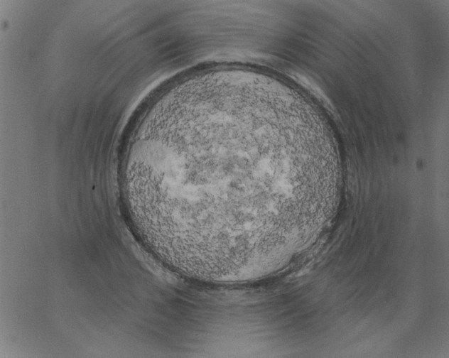 X0000067390976200604281838