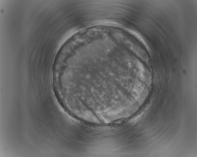 X0000067390999200604281837