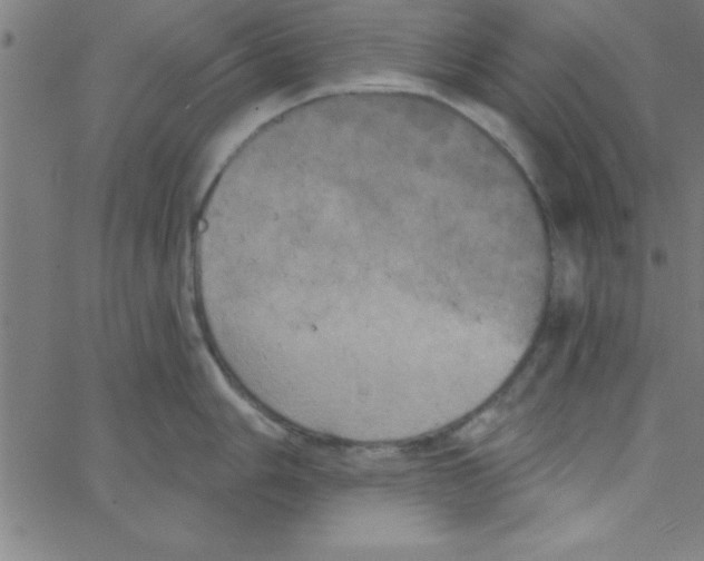 X0000067391006200604281837