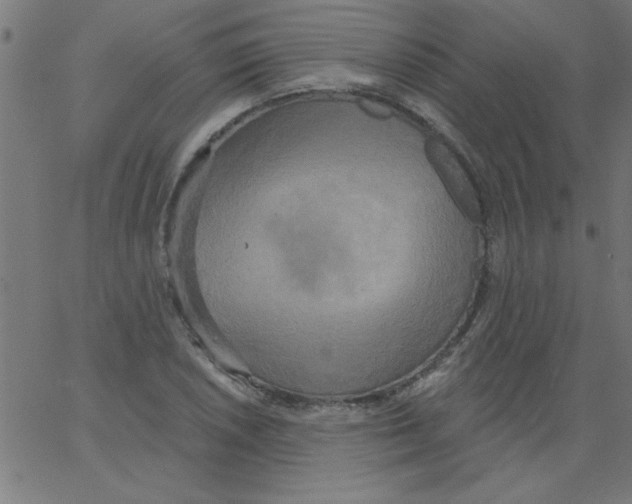 X0000067391026200604281837