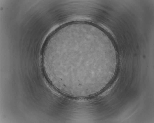 X0000067391029200604281837