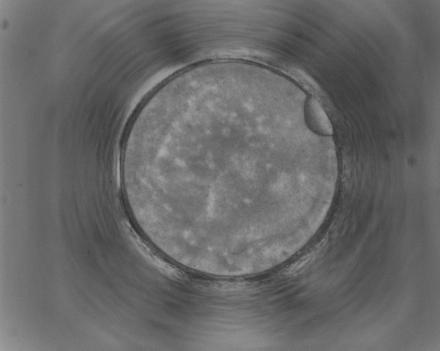 X0000067391036200604281837