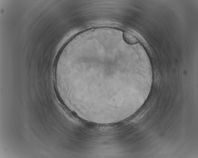 X0000067391043200604281837