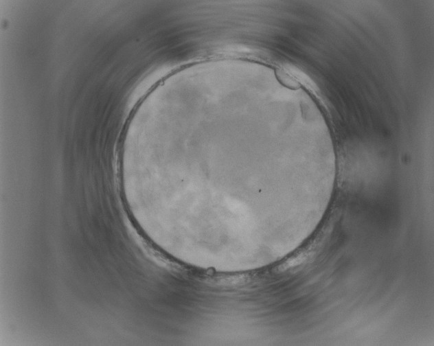 X0000067391047200604281837