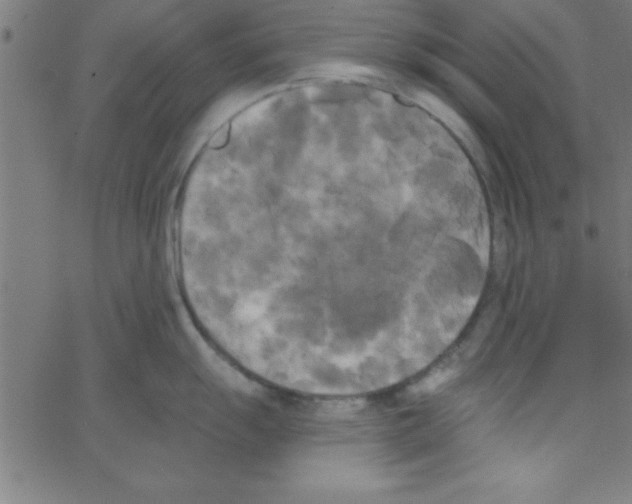 X0000067391055200604281837