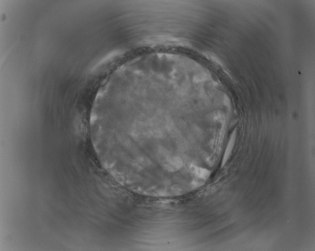 X0000067391063200604281836