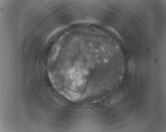 X0000067391064200604281836