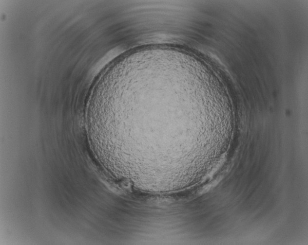 X0000067391073200604281836