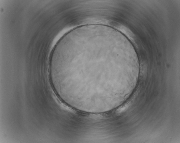 X0000067391094200604281836