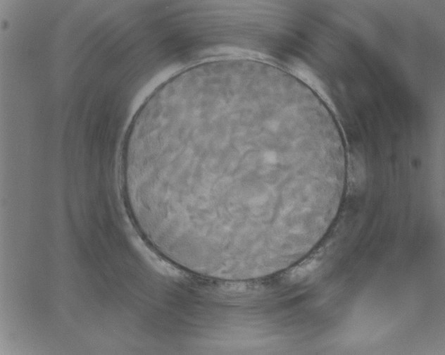 X0000067391098200604281836