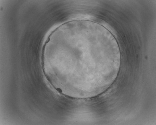 X0000067391104200604281836