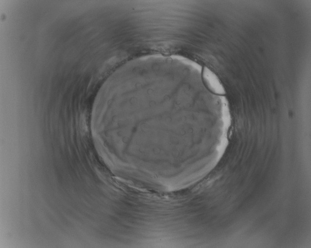 X0000067391106200604281835