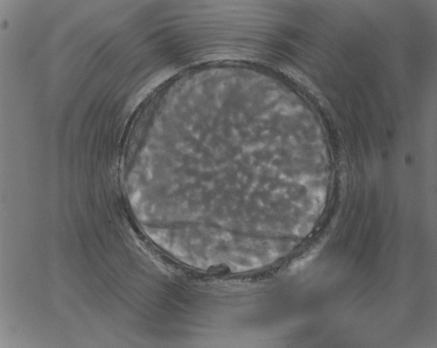 X0000067391121200604281835