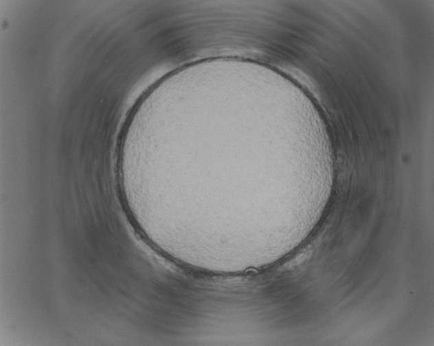 X0000067391135200604281835