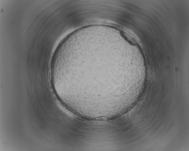 X0000067391136200604281835