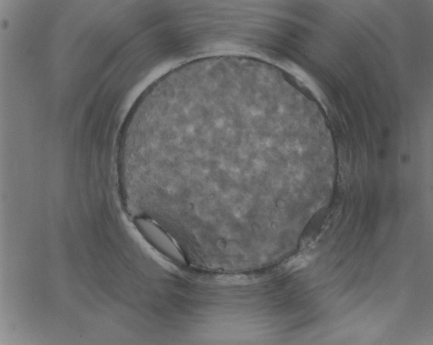 X0000067391142200604281835