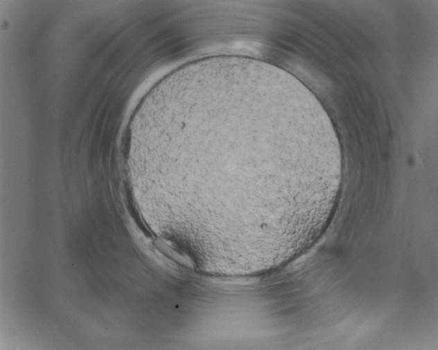 X0000067391200200604281834