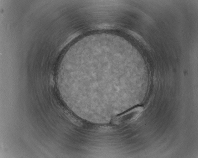 X0000067391209200604281833